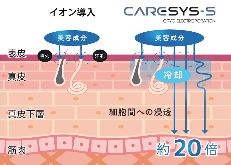 エレクトロポレーションの効果